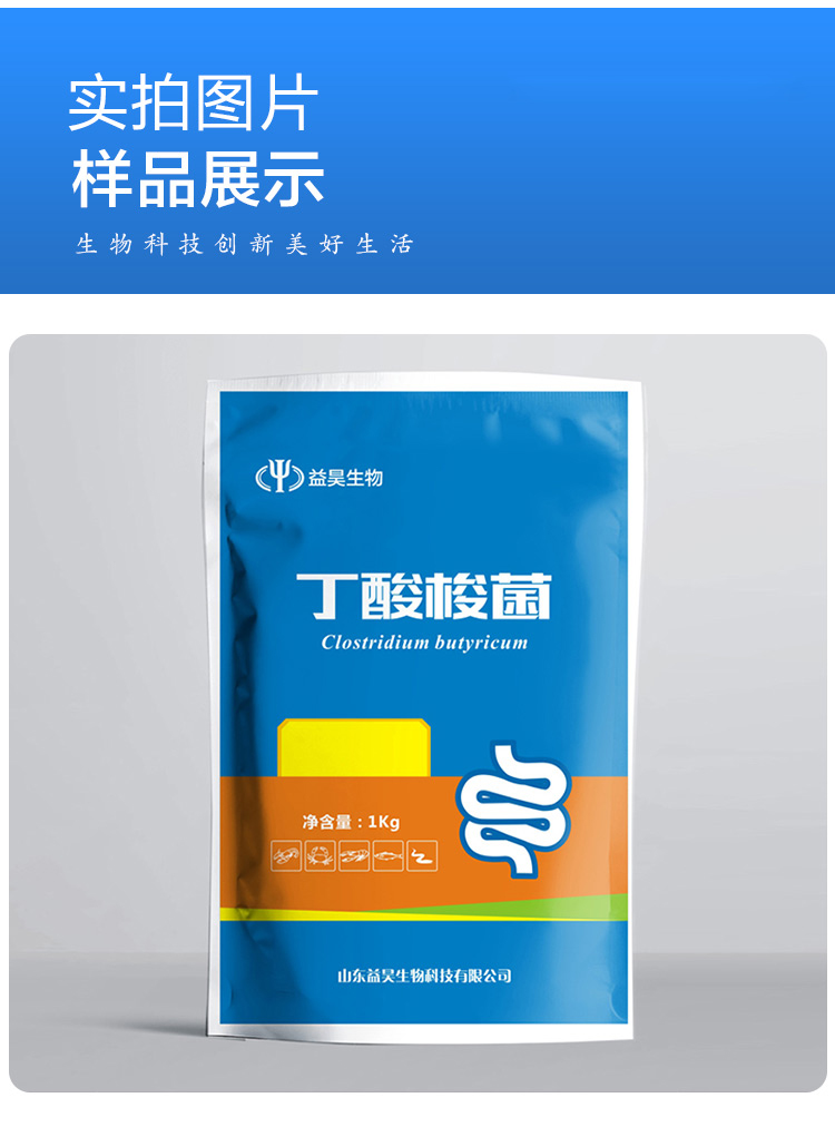 丁酸梭菌